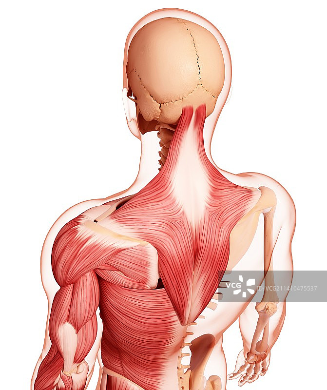 人类肌肉组织，艺术品图片素材