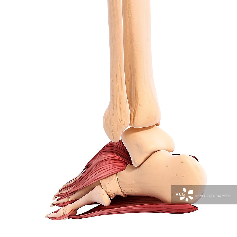 人类足部肌肉结构图图片素材