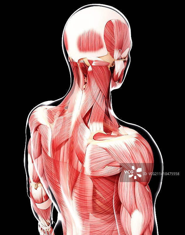 人类肌肉组织，艺术品图片素材