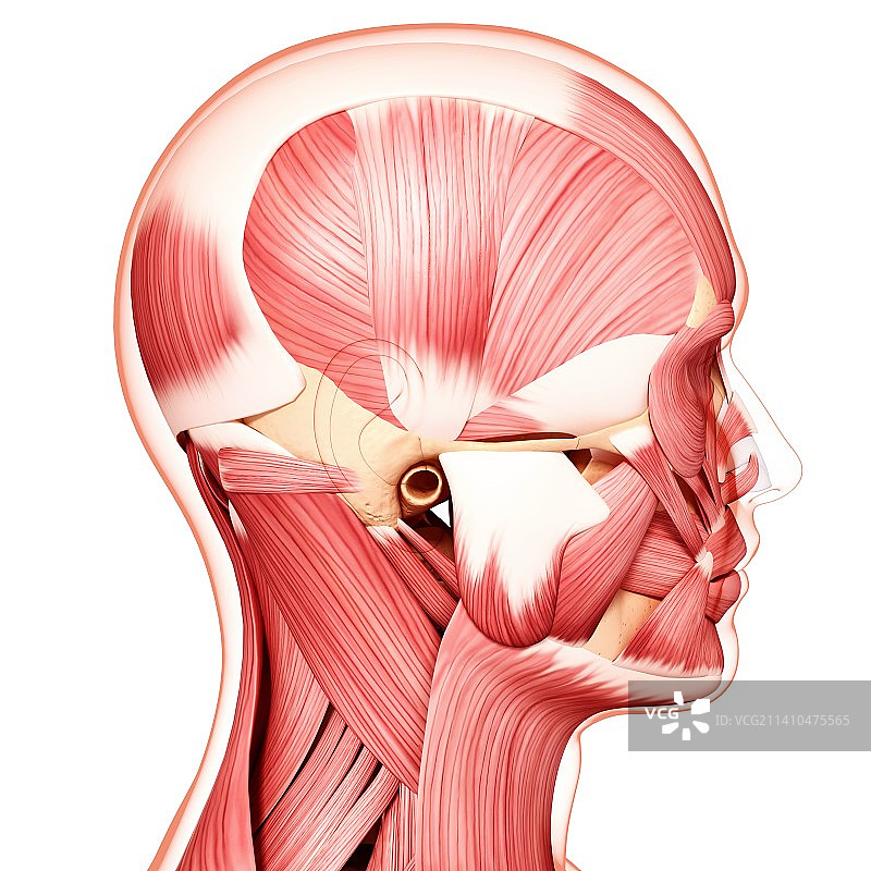 人头肌肉组织，艺术作品图片素材