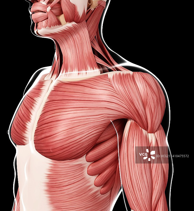 人类肌肉组织，艺术品图片素材