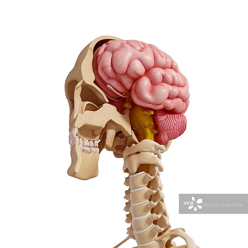 人体解剖，艺术品图片素材