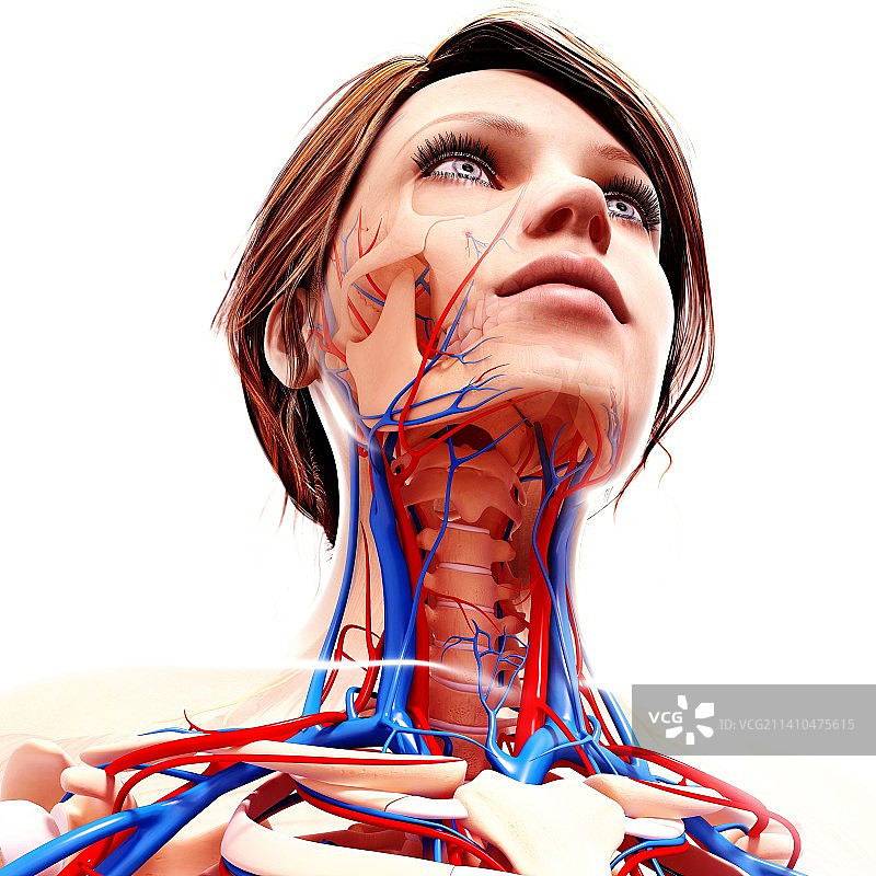 女性解剖学、艺术品图片素材