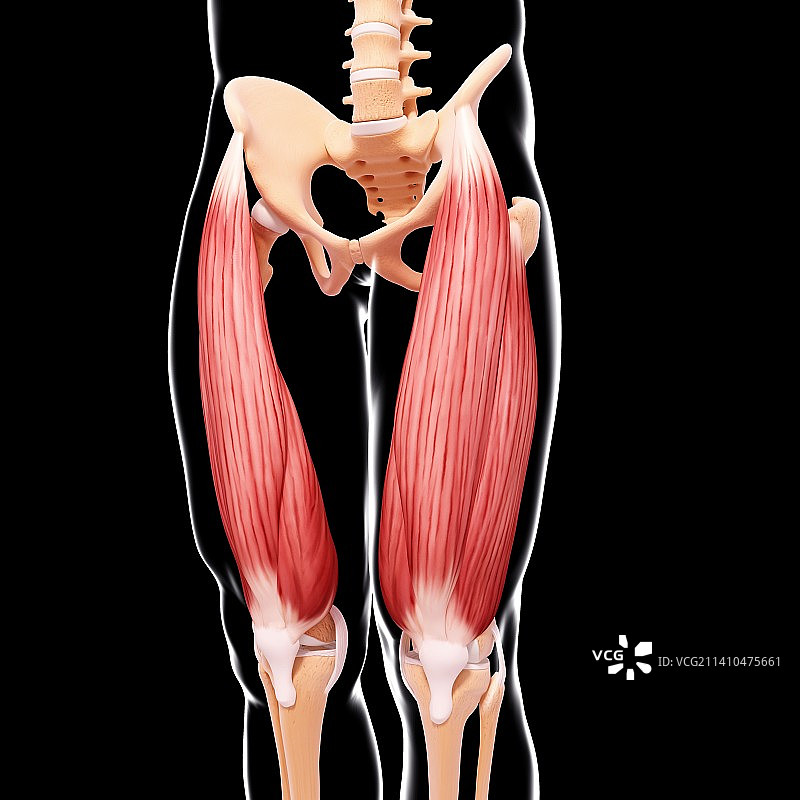 人类腿部肌肉组织，艺术品图片素材