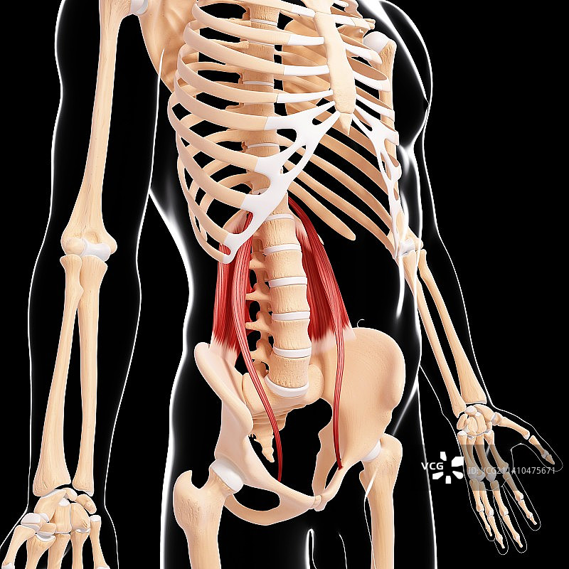 人类肌肉组织，艺术品图片素材