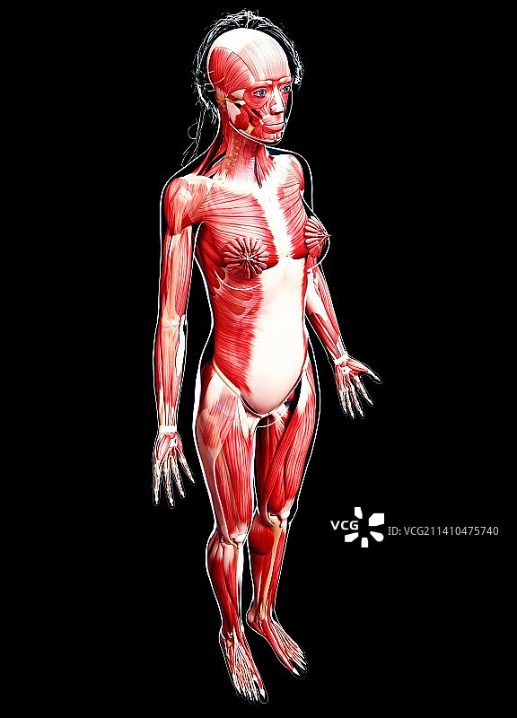 女性肌肉线条艺术作品图片素材