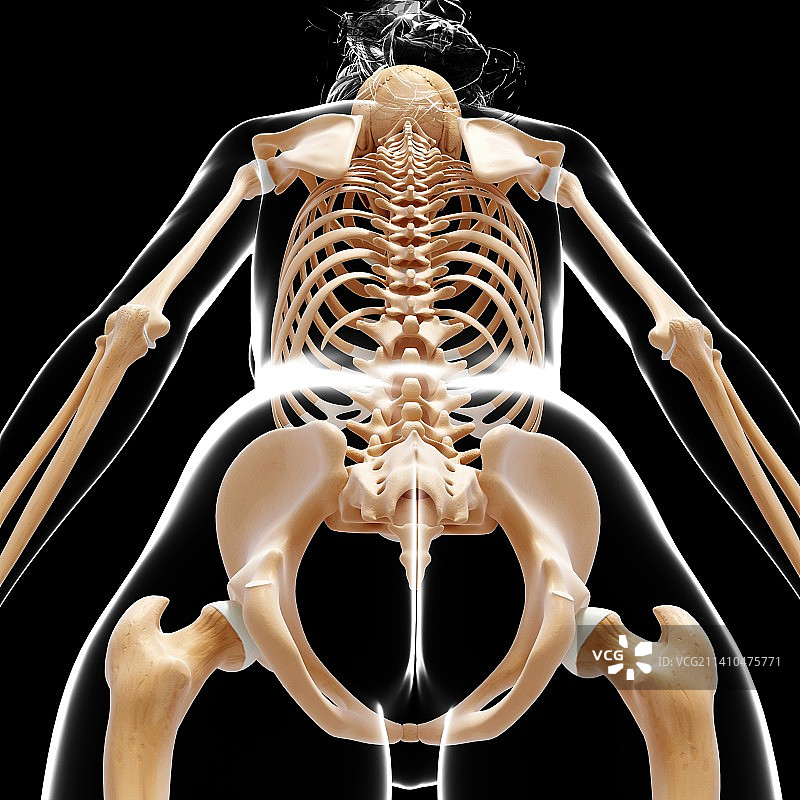 女性骨骼，艺术品图片素材