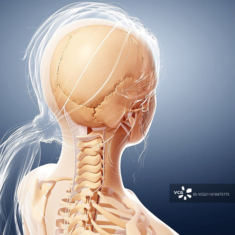 女性骨骼，艺术品图片素材