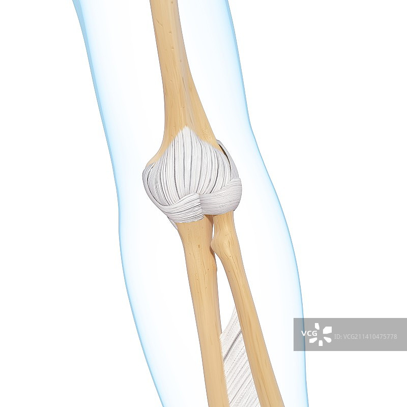 人类手臂骨骼艺术图图片素材