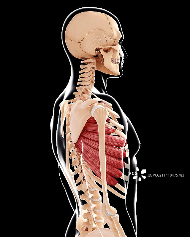 人类肌肉组织，艺术品图片素材