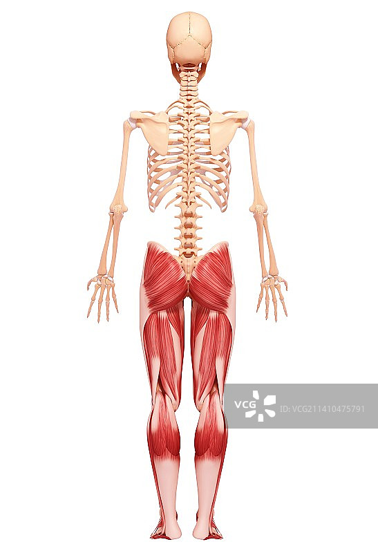 人类腿部肌肉组织，艺术品图片素材
