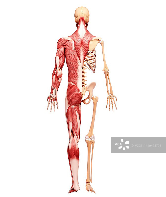 人类肌肉组织，艺术品图片素材