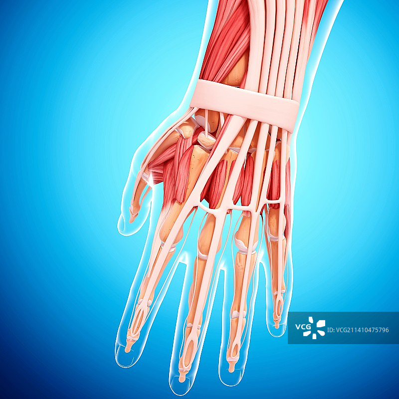 人手肌肉结构图片素材
