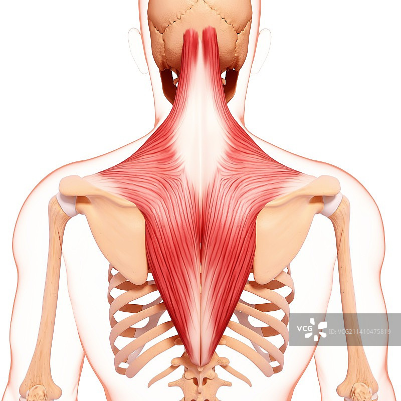 人类肌肉组织，艺术品图片素材