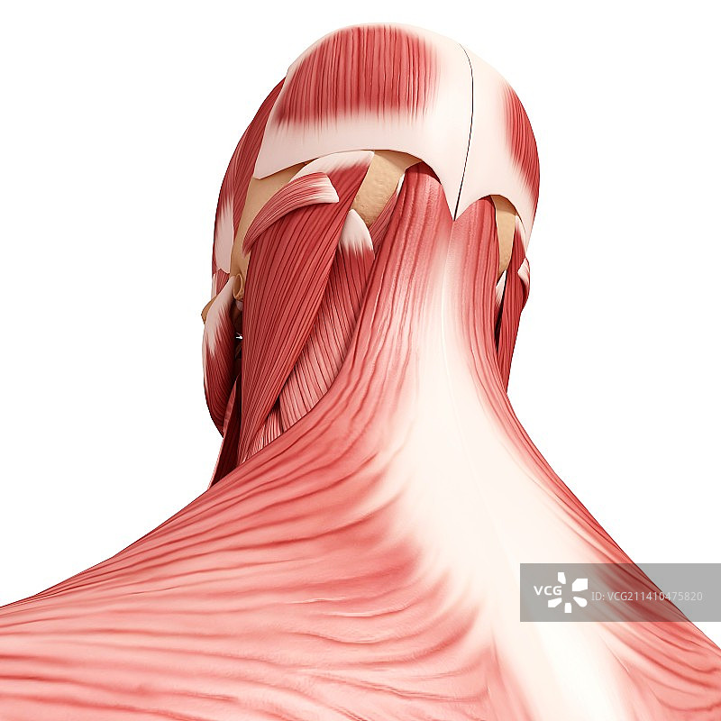 人头肌肉组织，艺术作品图片素材