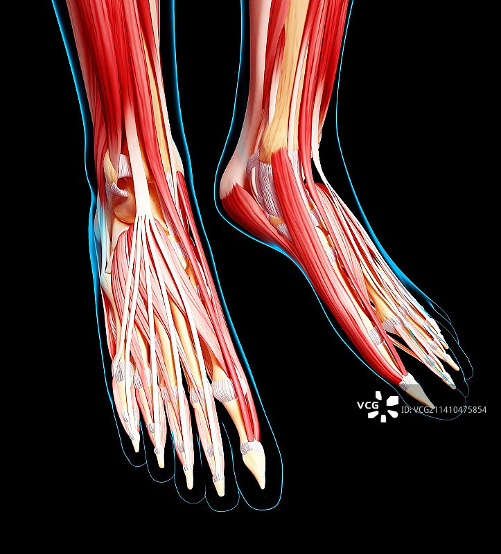 人类足部肌肉结构图图片素材