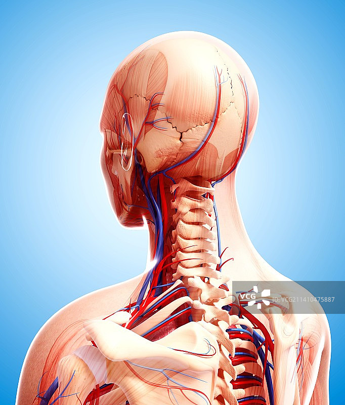 人类心血管系统，艺术品图片素材