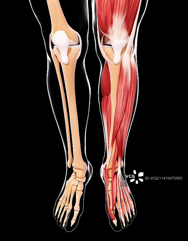人类腿部肌肉组织，艺术品图片素材