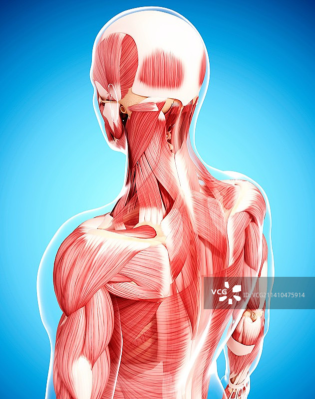 人类肌肉组织，艺术品图片素材