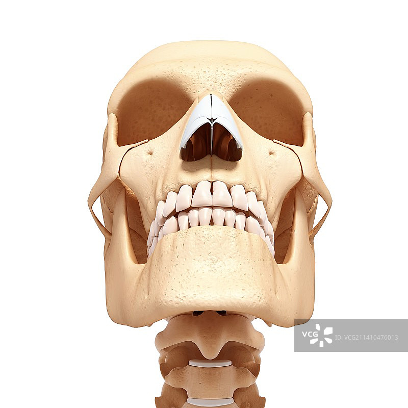 人类头骨，艺术品图片素材