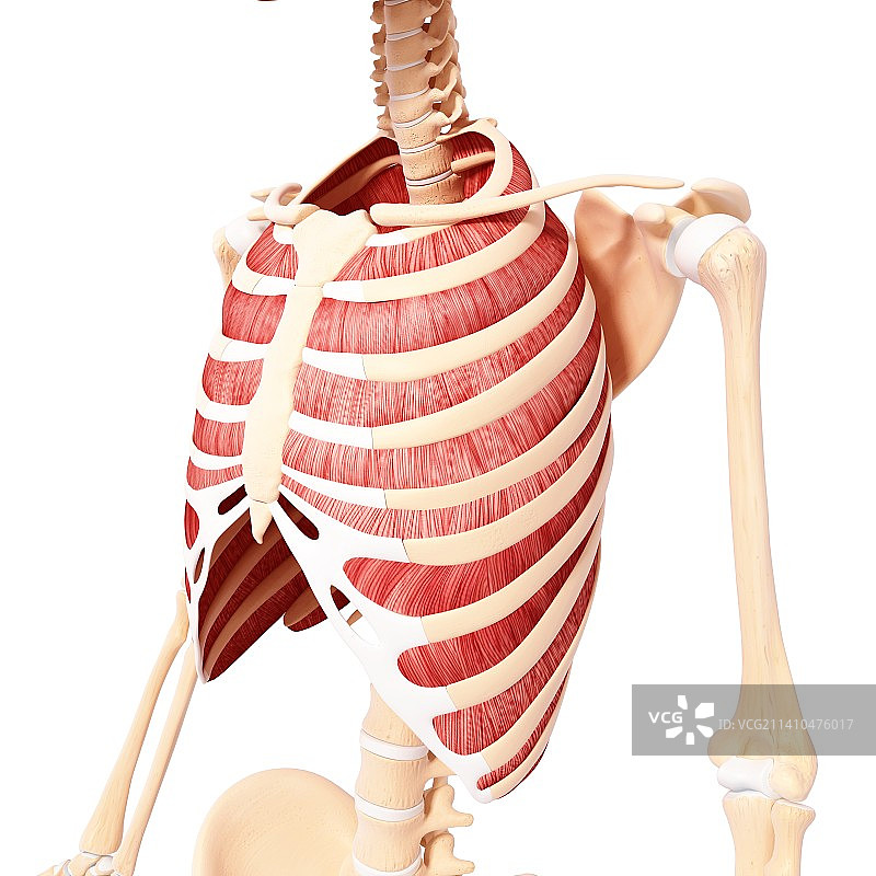 人类肌肉组织，艺术品图片素材