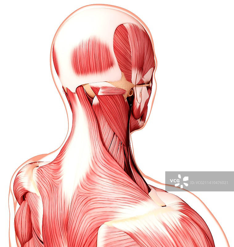 人头肌肉组织，艺术作品图片素材