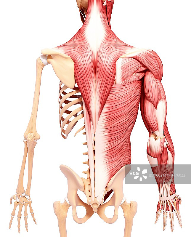 人类肌肉组织，艺术品图片素材