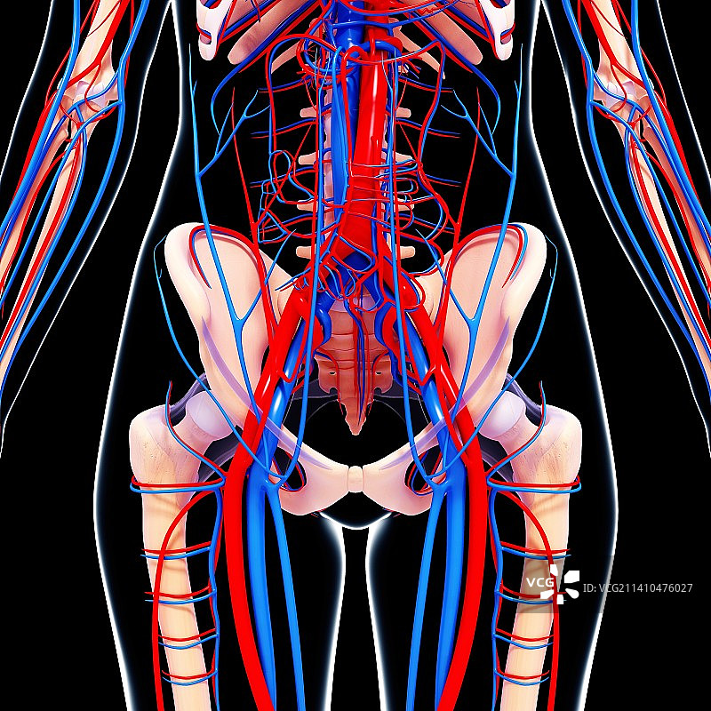 人类心血管系统，艺术品图片素材