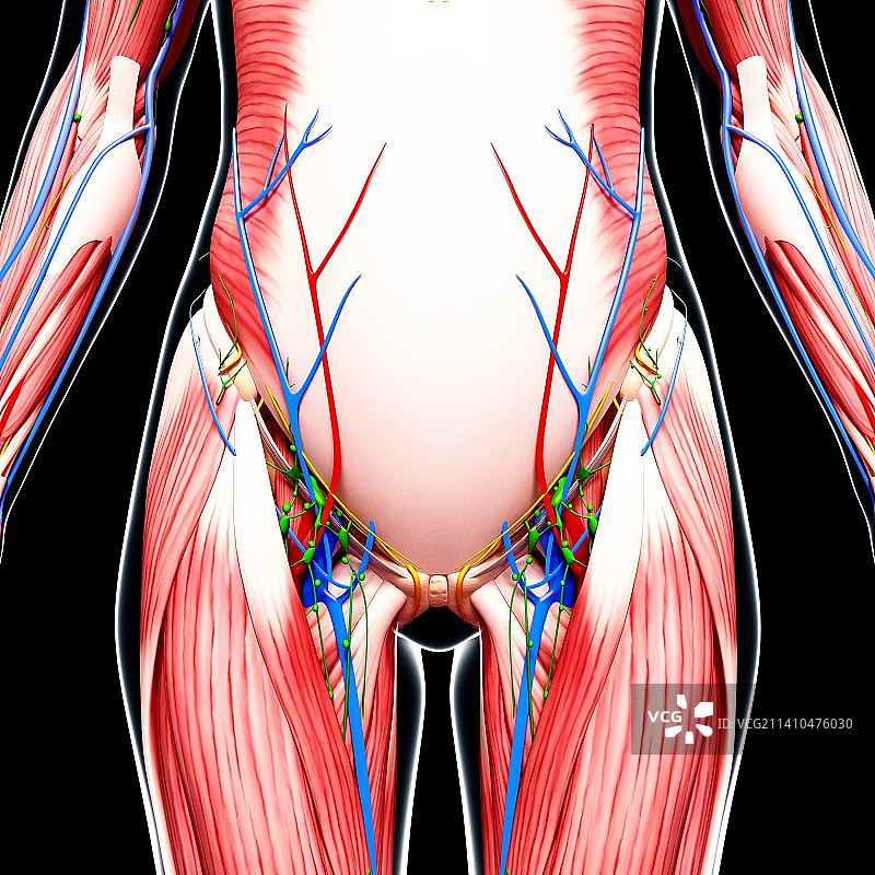 人体解剖，艺术品图片素材