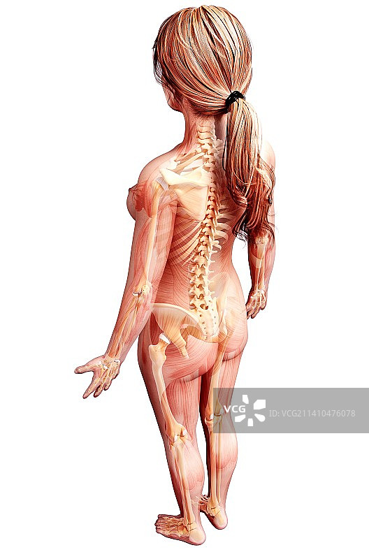 女性骨骼，艺术品图片素材