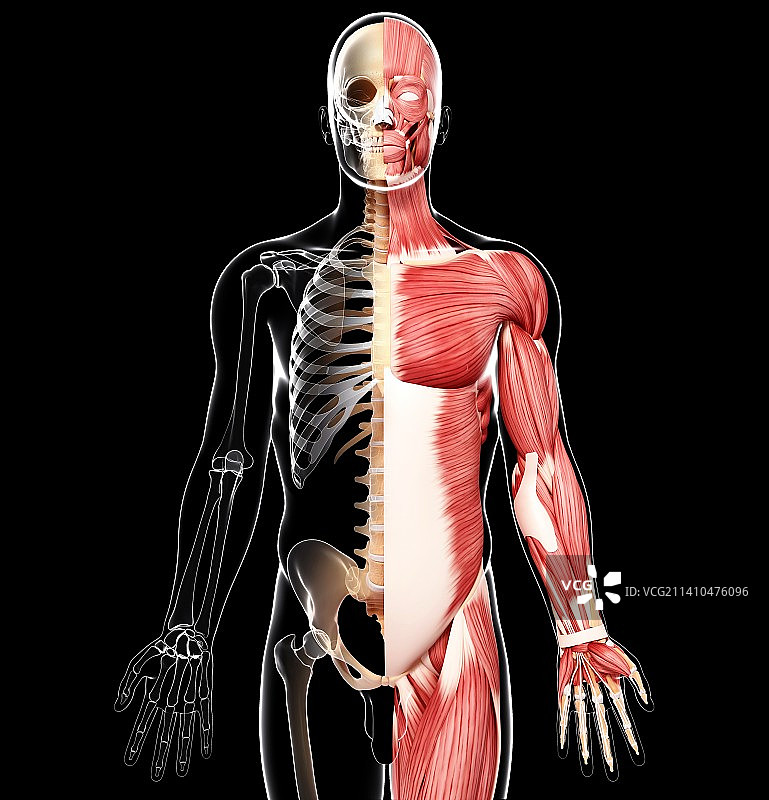 男性肌肉组织，艺术品图片素材