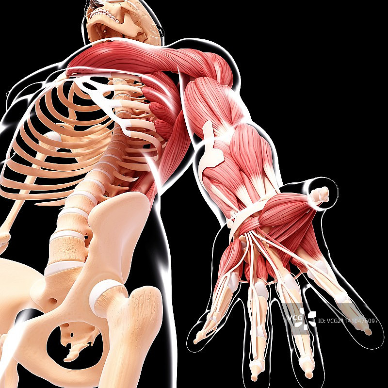人手臂肌肉组织，艺术作品图片素材