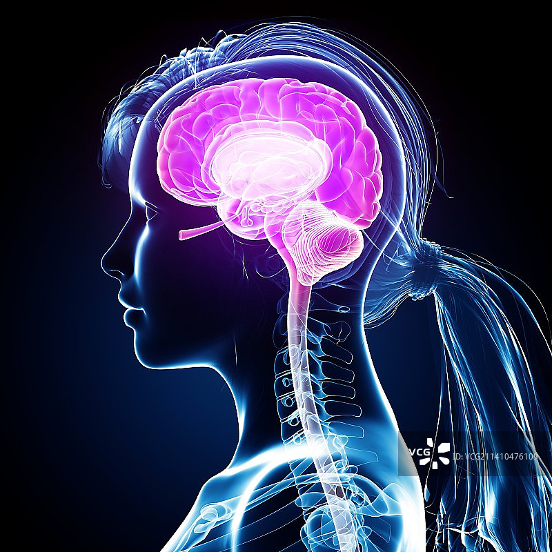 女性大脑艺术作品图片素材