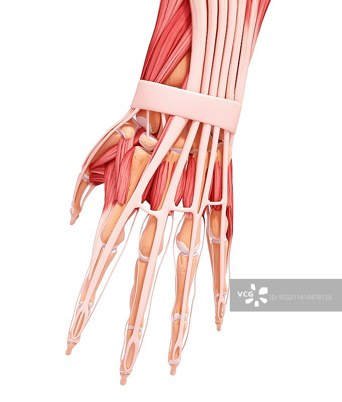 人手肌肉结构图片素材