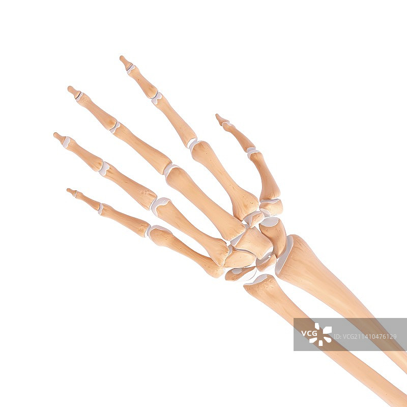 人体手部骨骼艺术图片素材