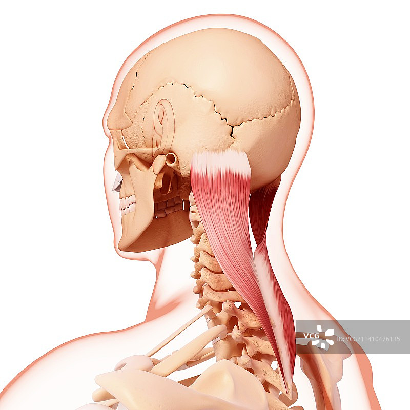 人体颈部肌肉结构艺术图图片素材