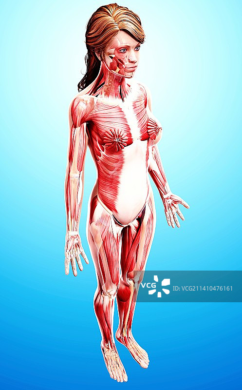 女性肌肉线条艺术作品图片素材