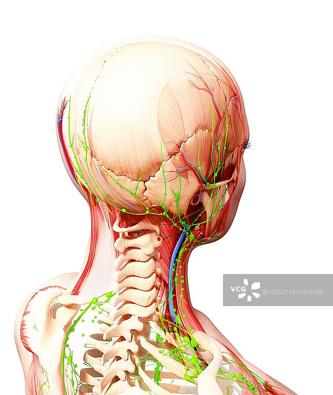 人体解剖，艺术品图片素材