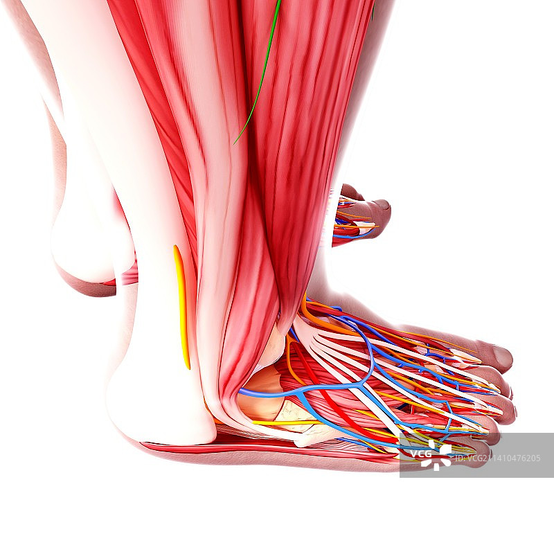 人的足部解剖结构艺术图图片素材