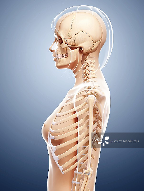 女性骨骼，艺术品图片素材