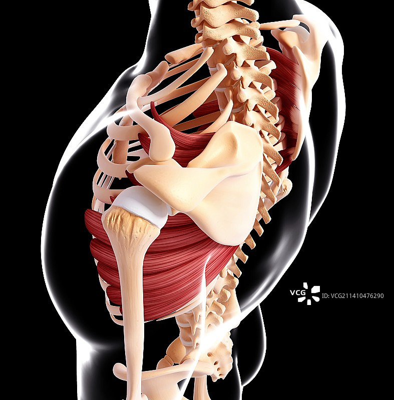 人类肌肉组织，艺术品图片素材