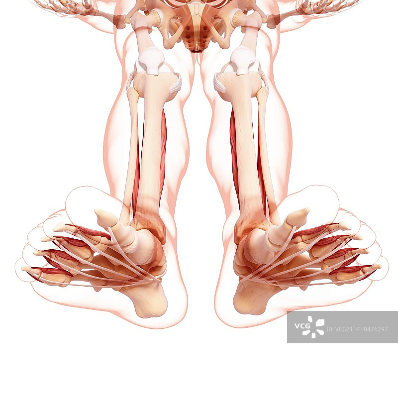 人类腿部肌肉组织，艺术品图片素材