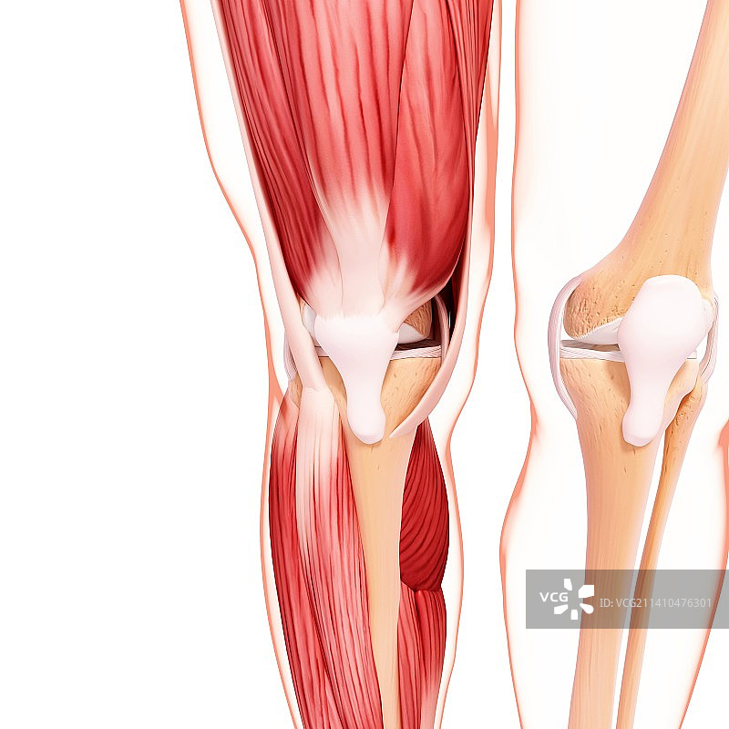 人类腿部肌肉组织，艺术品图片素材