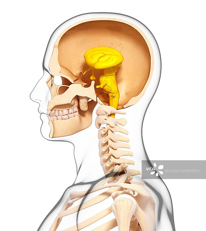 人体解剖，艺术品图片素材