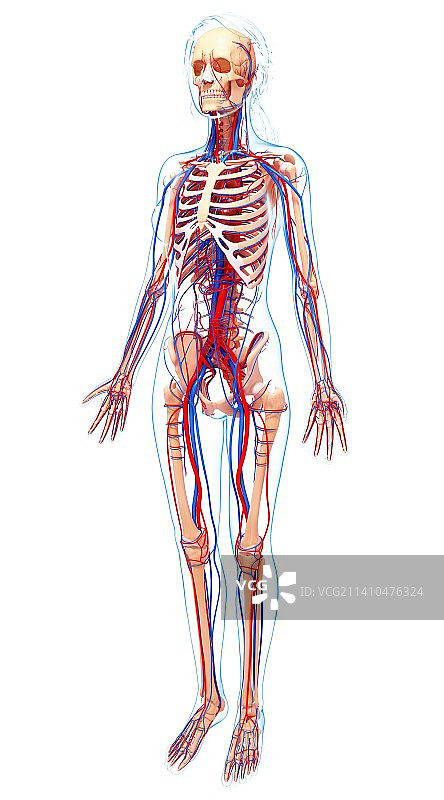 女性心血管系统，艺术品图片素材