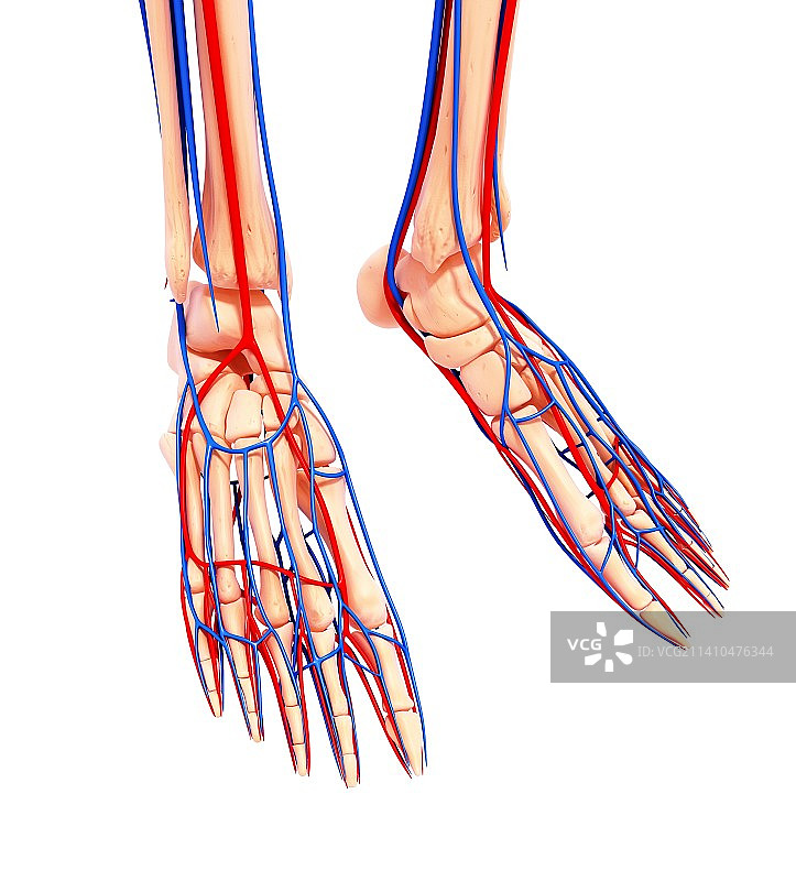 人类足部心血管系统，艺术作品图片素材