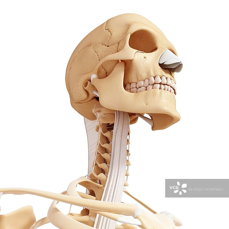 人类骨骼，艺术品图片素材