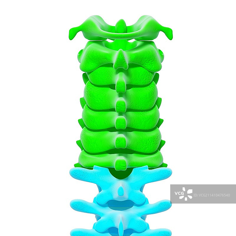人体脊柱，示意图，仅用于科普示意。图片素材