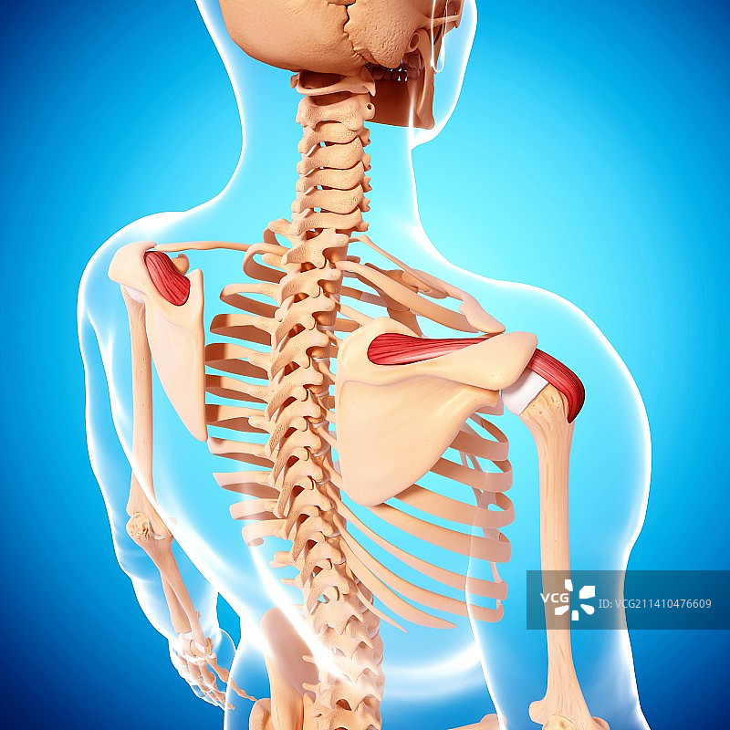 人类肩部肌肉结构艺术图片素材