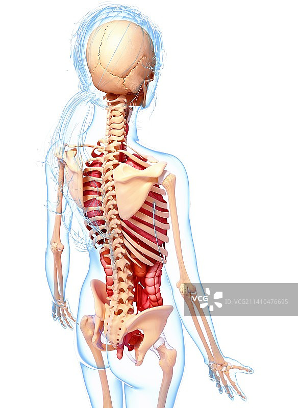 女性解剖学、艺术品图片素材